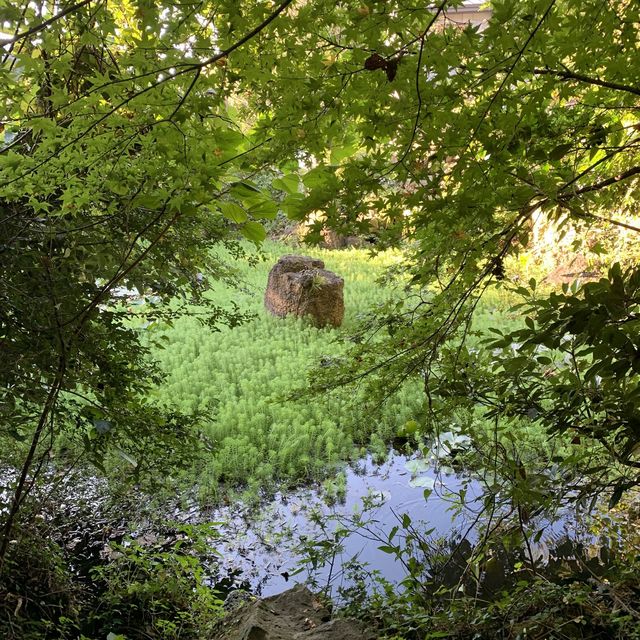 제주 숲해설 들으면서 힐링할 수 있는 환상숲곶자왈공원🌱 [제주_환상숲곶자왈공원]