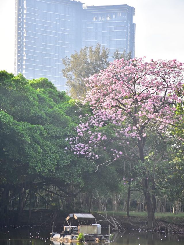 สวนวชิรเบญทัศ 🍃🌳☘️🍀🪵