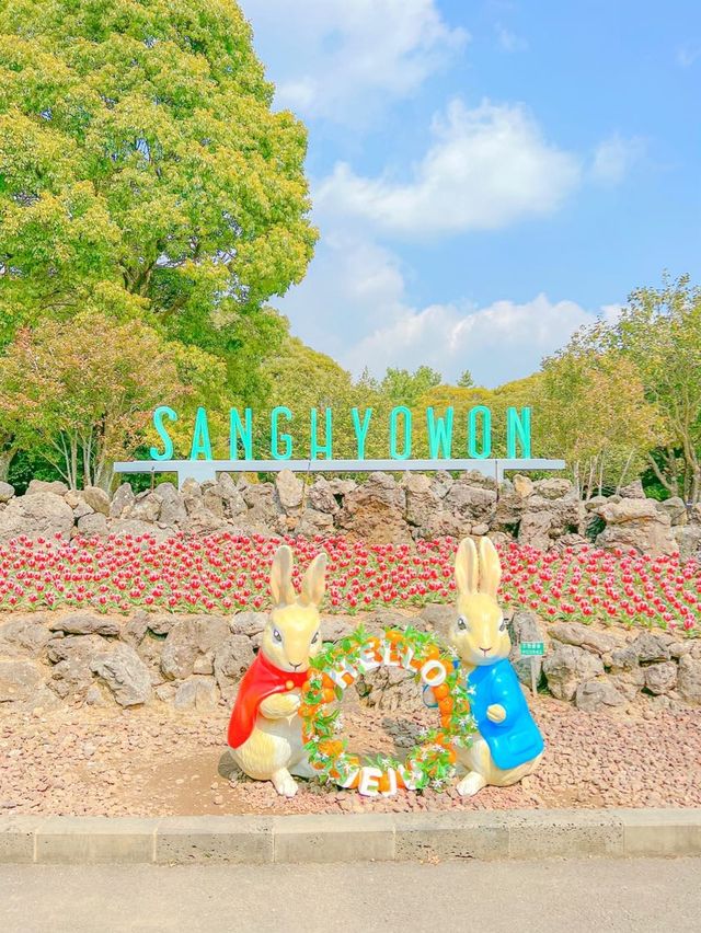 튤립 축제가 열리고 있는, 제주 상효원🌷