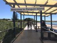 伯斯景點｜自由行必玩：企鵝島 Penguin Island 🐧