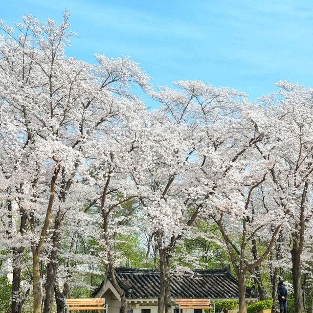 🌸 경주 벚꽃 시즌엔 "보문호수"🌸