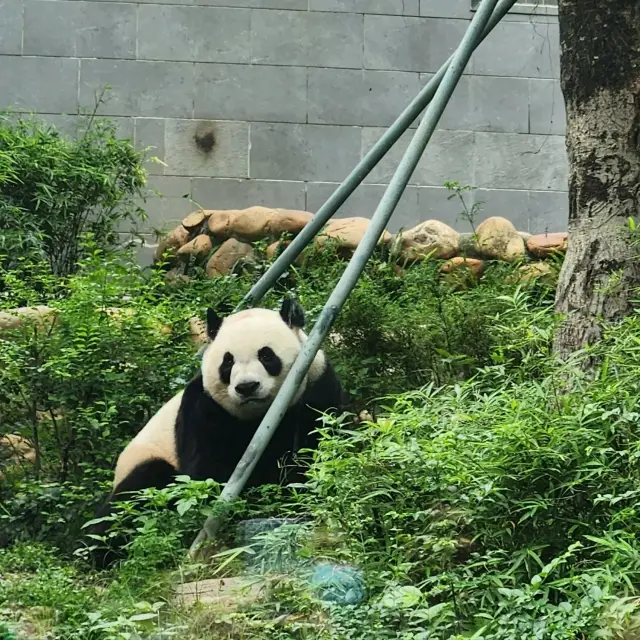 A Panda-rific Field Trip! 🐼