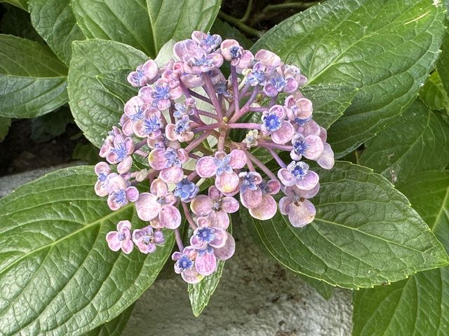 香港賞花 | 不只得荷花的城門谷公園