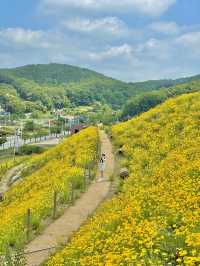 서울 근교 사람 1도 없는 금계국 동산🌼