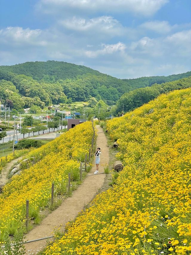 서울 근교 사람 1도 없는 금계국 동산🌼