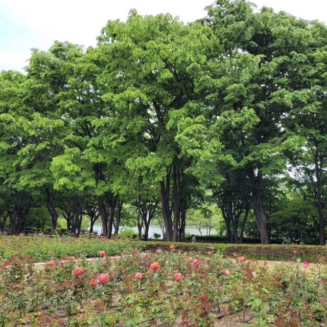 🌹 인천에 꽃이 가득! 인천대공원 수목원에서 피크닉