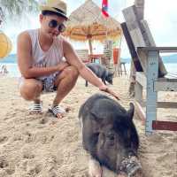 เกาะมัดสุม หรือ "เกาะหมูเมืองไทย” 