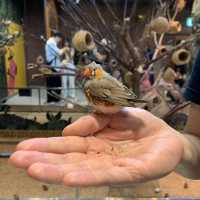 🐹首爾性價比極高的室内動物園 — Zoolung Zoolung時代廣場店