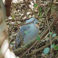 ニューカレドニアの自然動物公園