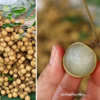 ตลาดซาวไฮ่ ตลาดวิถีชุมชนสุดชิค อ.บ้านไร่ จ.อุทัยธานี