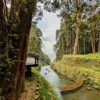 Alishan National Forest Recreation Area