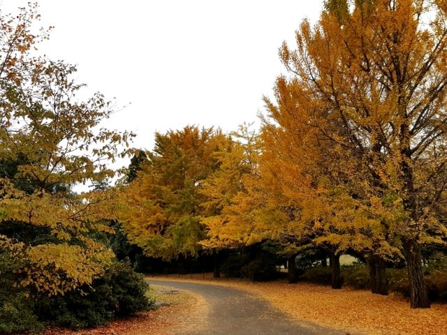 Stunningly beautiful Showa Kinen Park