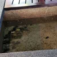 Arowana Marina Village Fish SPA