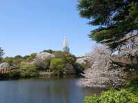 Beautiful Sakura at Shinjuku Gyoen