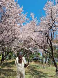 대전 봄꽃의 성지는 바로 여기! 한밭수목원🌼