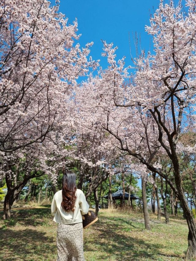대전 봄꽃의 성지는 바로 여기! 한밭수목원🌼