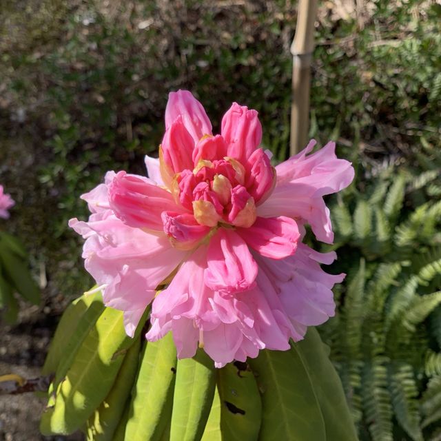 花花世界～天龍寺～熱門景點