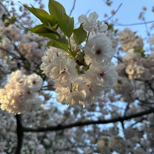 Sakura in Fukuoka!!! 