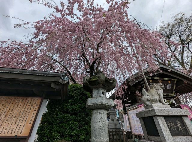 Embracing Serenity at Sakurayama Shrine