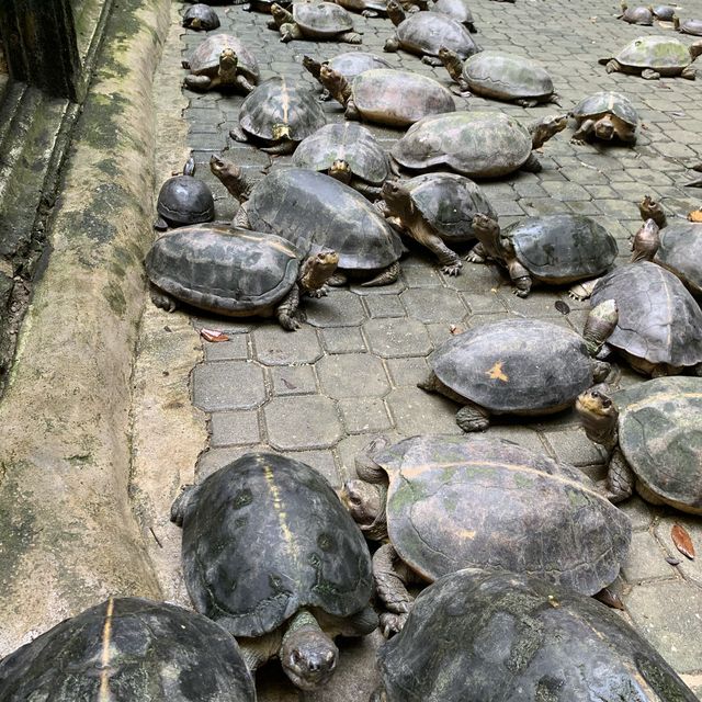 Hidden temple in Ipoh