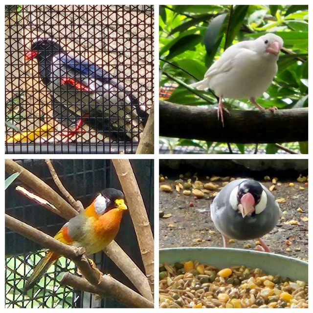 打卡好去處: 仲有好多雀仔睇🦜元朗公園