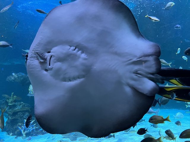 Aquarium​ Phuket ที่ใหญ่ที่สุดในประเทศไทย​