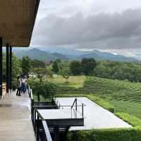 Choui Fong Tea Plantation Chiangrai