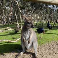 Melbourne Ozzie tour for passenger princesses