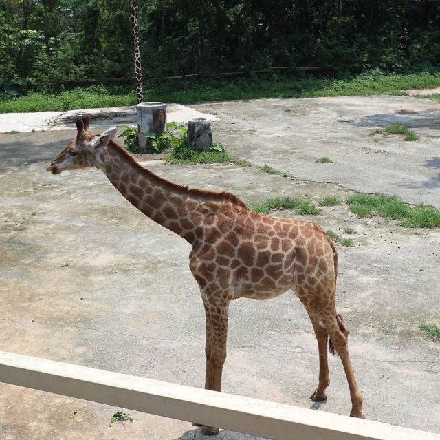 🦁 深圳野生動物園 | 親子好去處 🐼