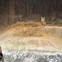 泰國 清邁 夜間野生動物園