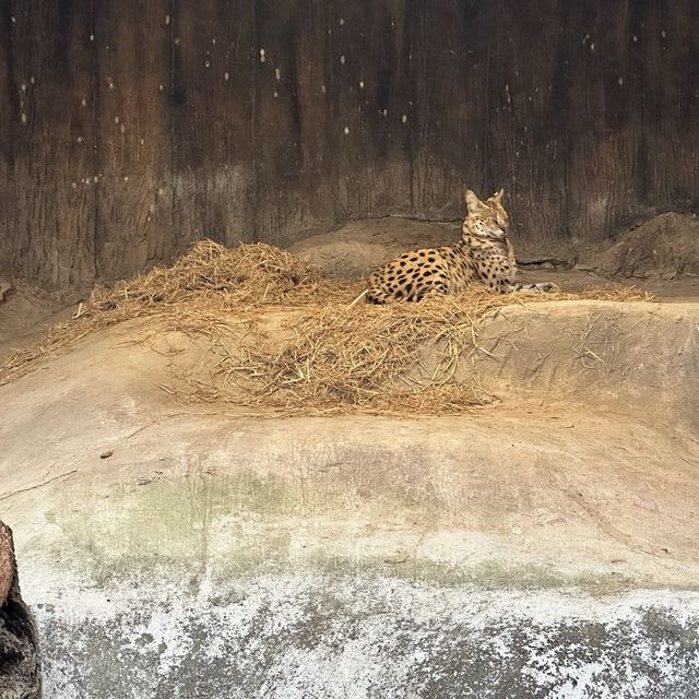泰國 清邁 夜間野生動物園