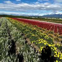Sightseeing in sakiwai field