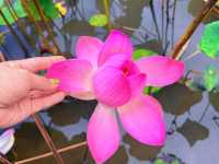 Serene Hikes and Tranquil Nights: Ninh Binh
