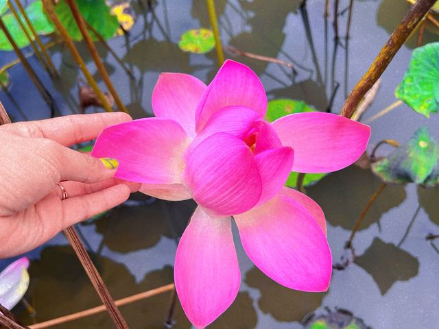 Serene Hikes and Tranquil Nights: Ninh Binh