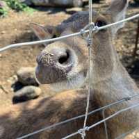 ニューカレドニアの自然動物公園