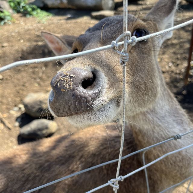 ニューカレドニアの自然動物公園