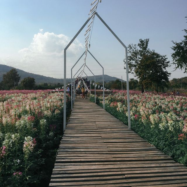 สวนดอกไม้ไร่ภาสทองที่ถ่ายรูปสวยๆสุดฮิต