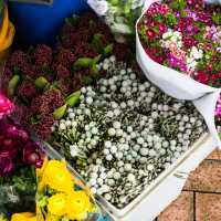 Unique Quirky Plants at Mongkok Flower Market