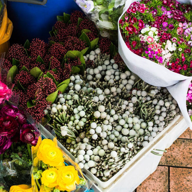 Unique Quirky Plants at Mongkok Flower Market