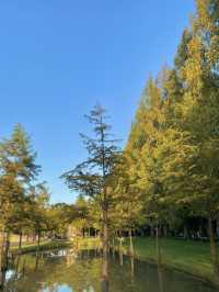 자연을 보며 힐링이 필요할 땐 담양 메타세쿼이아🌳