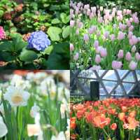สวนทิวลิป 🌷🌷 Miracle Of Natural 🩷