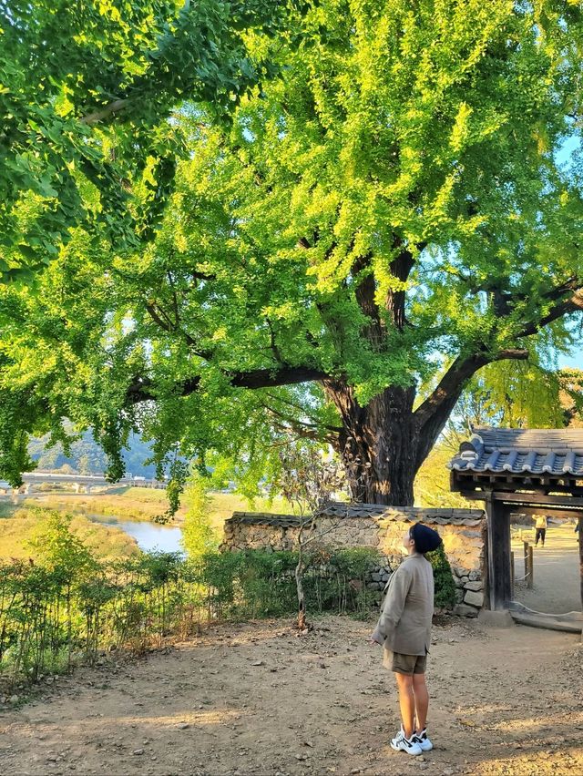 늦가을 즐기기 좋은 밀양여행지🍂