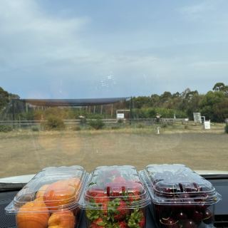 Fruit picking in Tasmania