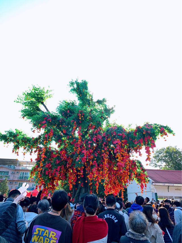 大埔｜許願節回歸•林村許願樹🍊