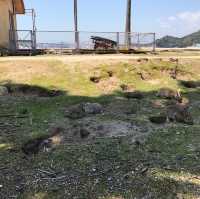 幸運的一天🐰大久野島