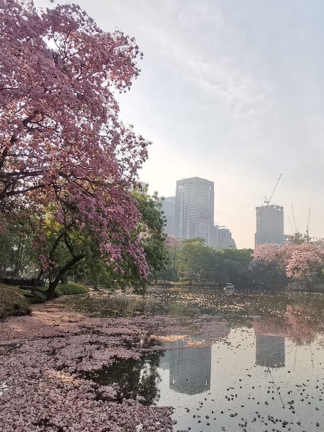 สวนวชิรเบญทัศ 🍃🌳☘️🍀🪵