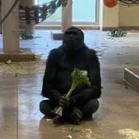 名古屋必去 - 東山動植物園！還有遊樂場！