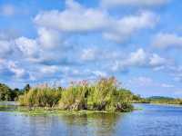 พายเรือคายัค ชมป่าเสม็ดโบราณ ที่สวนพฤกษศาสตร์ระยอง