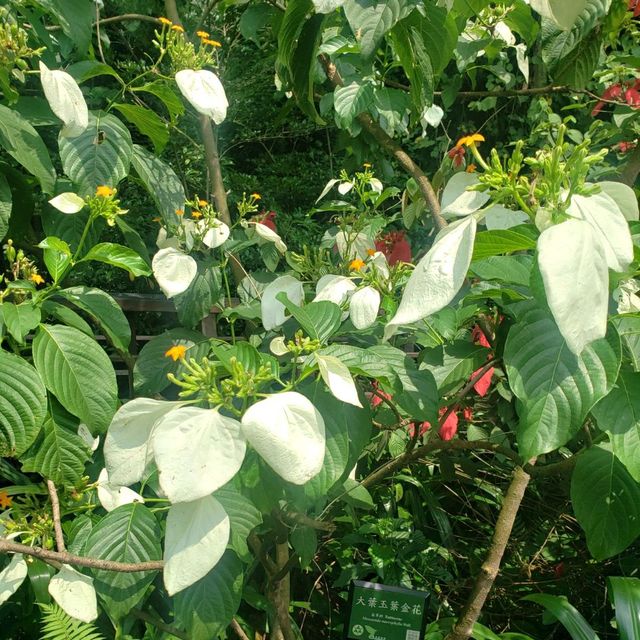 世外桃源【台北中正】台北植物園