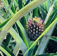 Camp Philips - Pineapple Plantation 